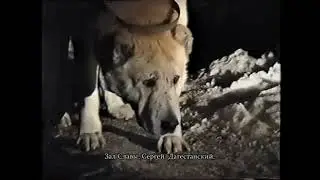 Рыжий Хода легенда собачьем мире двухкратный чемпион Кавказа 1995 1996 Г