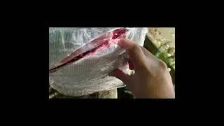 Falchion Severs 6 Ribs with 1 Cut, 100% Hand-Forged with Medieval Technology 