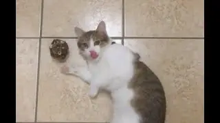 Kitten Playing With Catnip Ball-Half Siberian Kitten Friskie