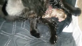 У Мурки родились котята