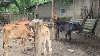 Milking a Cow in el salvador #elsalvador #cowvideos #cow
