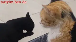 Kadıköy'de umutsuz bir kedi aşkı