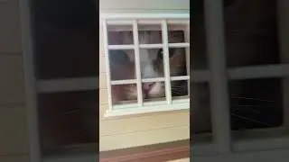 Кошкин дом 🏠