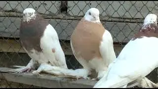 Голуби Кыргызстана. Капканы дяди Олега