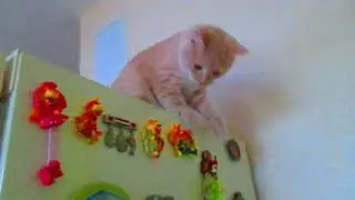 Кот любит смотреть на мир свысока