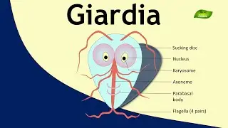 Giardia | Parasite | Structure and Function | Parasitology | Basic Science Series