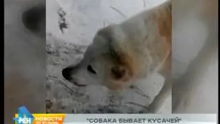 Угроза смертельного вируса: велика вероятность вспышки бешенства в Иркутской области