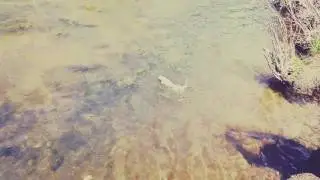 Colorado cell phone fishing