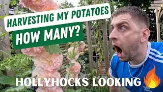 Harvesting My Potatoes. Is growing your own potatoes worth it?