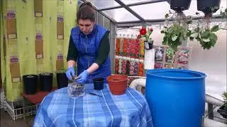 Как правильно посадить Пионы Мастер класс от Юлий Киселевой