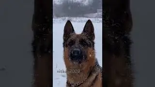 Эдит немецкая овчарка, доберман💓💕🌹Это не сравнение!!!!