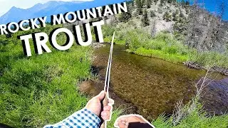 Tiny CREEK Trout Fishing At Its Finest! (First Time Fishing This Creek)