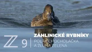 Polák chocholačka a žluna zelená - Záhlinice 2022