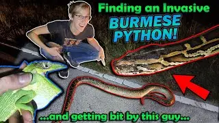Finding INVASIVE Reptiles in Florida!