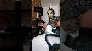 Help rescued cats on their journey
