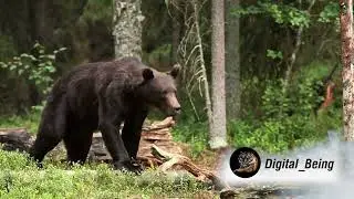Bears love to get treats! @digital_being @WildKratts