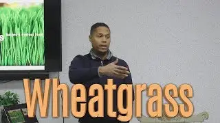 wheatgrass