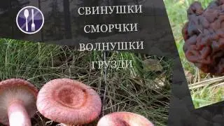 Грибы съедобные и несъедобные