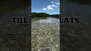 Exploring the wonders of the Florida Keys’ salt flats in a clear kayak! 🚣‍♂️