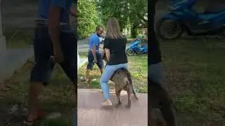 Riding the dog