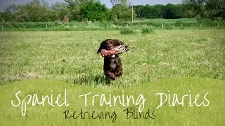 Gundog Training - Practicing blind retrieves in the presence of a marked retrieve