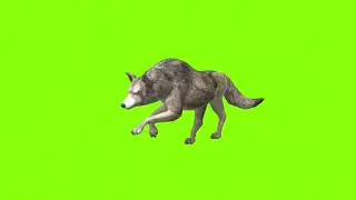 Running wolf green screen।cartoon green screen।wolf green screen। green screen।ostad animation