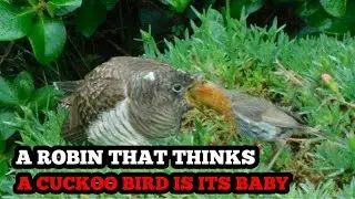 A Robin that thinks a Cuckoo is its baby