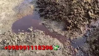 Калифорния кизил йомгир чувалчанги гонг кандай ювилади