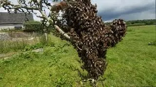 Всё тот же не спокойный рой!?
