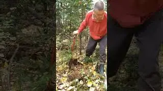 затерянный в лесах, человек дерево 🌲