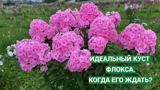 На каком году жизни куст флокса идеален или когда пересаживать флоксы
