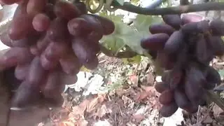 Сорт винограда Изюминка
