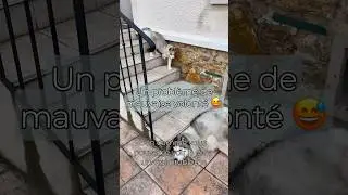 Un problème de mauvaise volonté #chien #husky #chienheureux #huskydog #chiot #puppy #chiens