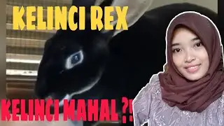 CARA MERAWAT KELINCI REX  || PURWOREJO