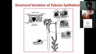Intro Tubular Physiology I