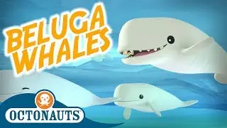 Octonauts - Beluga Whales | Full Episode | Cartoons for Kids