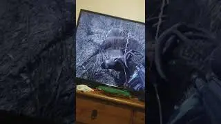 Poor half dead deer