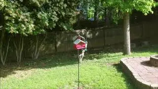 Squirrel vs. Birdfeeder