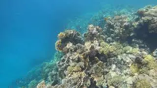 Marsa-Alam, Abu Dabbab, Malikia reef