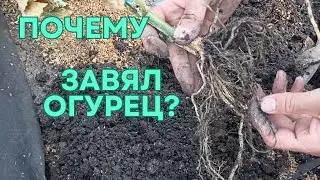 Куст огурца завял без видимых причин. Кто знает причину? Отзовитесь. #огурцы #огород  #дача
