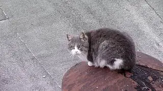 Кот с длинной шеей