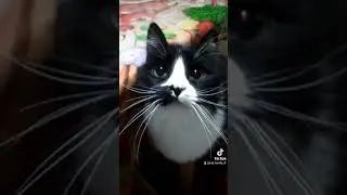 #catfamily