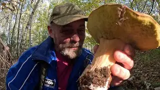 Секрет ЗБОРУ ГРИБІВ! Лісовичок, окуляри та Собаки! Ночами мінус, а ми З ГРИБАМИ!