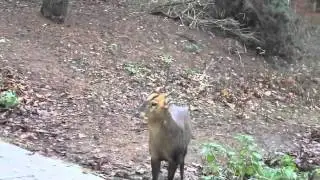 deer at center parcs
