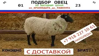 144 здоровых, ухоженных, породистых овец! Метхи...дзма....Че-почем? Какие цены? Как я ищу.