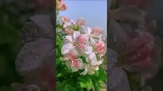 Сотни лет