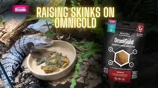 My Skink LOVES OmniGold | ft. @leopardgeckotalk