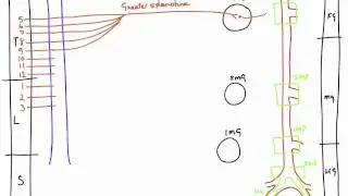 Autonomic Nerves of the Abdomen