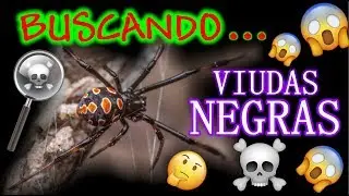 Encuentro zona plagada de viudas negras (y otras arañas) en BARCELONA!!