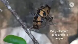 Fun facts about Dragonfly/ Nature animals